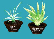 净化室内空气的植物有哪些?